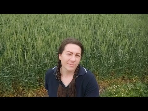 Видео: Як змінити породу, як підсадити плідну матку, як зробити відводок без розплоду