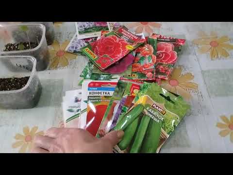Видео: КОМНАТНЫЕ РАСТЕНИЯ. КАК ВЗОШЛИ СЕМЕНА КОМНАТНЫХ ЦВЕТОВ. КУПИЛА СЕМЕНА.