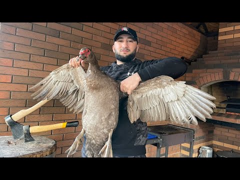 Видео: Блюдо дня - Индоутка может быть нежной!