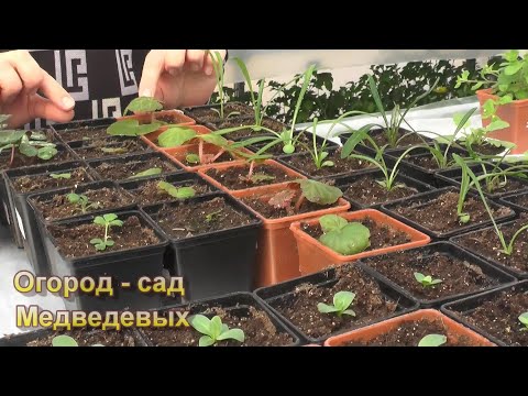 Видео: Моя рассада цветов в апреле