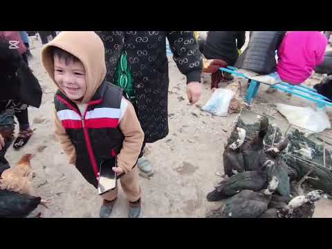 Видео: 16 НОЯБР 2025 ЖЫЛ ШЫМБАЙ ТАУЫК БАЗАР