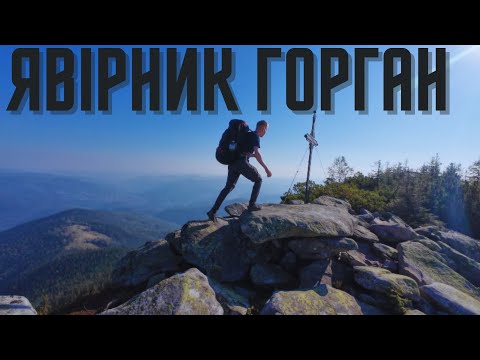 Видео: Один у Карпатах. Штиль на хребті Явірник. Чому я обожнюю Горгани та його моховий ліс?