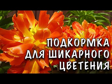 Видео: ХОТИТЕ ЧТОБЫ ТЮЛЬПАНЫ ШИКАРНО и ДОЛГО ЦВЕЛИ? Подкормите ИХ в МОМЕНТ БУТОНИЗАЦИИ