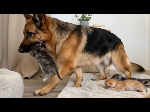 Видео: Немецкая овчарка заботится о новорождённых котятах, как мама — Неожиданная любовь