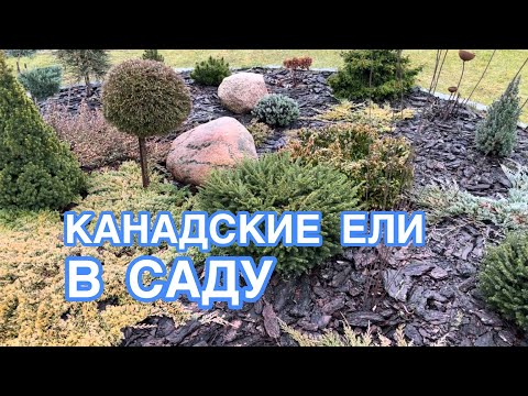 Видео: КАНАДСКИЕ ЕЛИ В САДУ🌲 Достоинства и Недостатки 🌲 22 декабря 2023 🎄