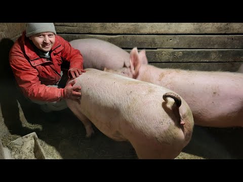 Видео: ‼️🐷6 місяців 200 кг 😱 Соєва макуха, дробарка, раціон, посилка 📦 farmer milk cow and pigs ✊