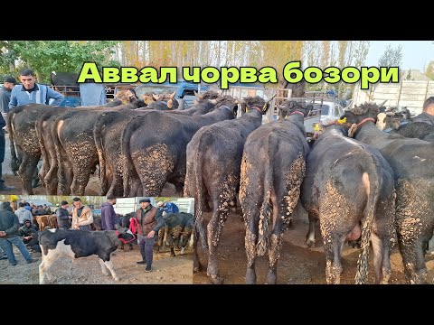 Видео: Аввал чорва бозори Букалар нархлари 1 Ноябрь 