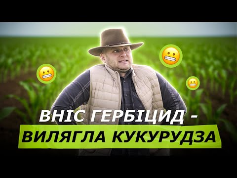 Видео: КУКУРУДЗА ВИЛЯГЛА ПІСЛЯ ГЕРБІЦИДУ. ПЕРЕСІВАТИ ЧИ ПІДНІМЕТЬСЯ?