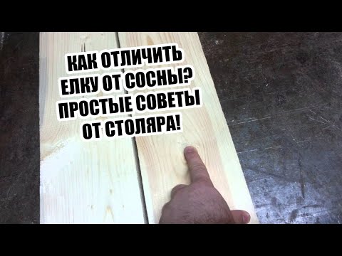 Видео: Как отличить елку от сосны?