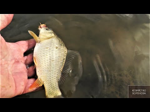 Видео: 5 причин, почему рыба в прудах  растёт очень медленно