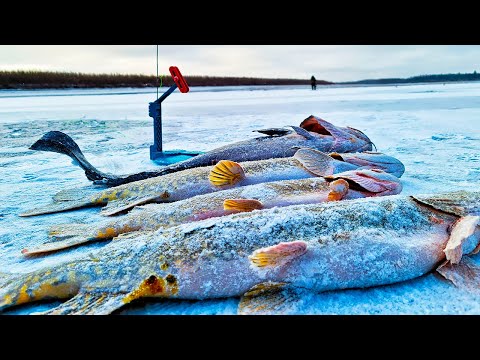 Видео: ОСТАВИЛИ ЖЕРЛИЦЫ В НОЧЬ И ОФИГЕЛИ!! ЩУЧИЙ ЖОР НА ЖИВЦА! РЫБАЛКА В ЯКУТИИ!