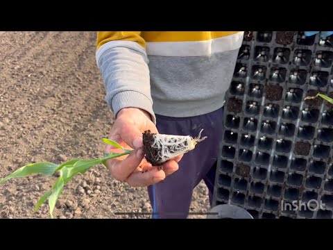 Видео: Посадка цукрової кукурудзи. РОЗСАДА. Садим капусту . РОБОЧІ БУДНІ