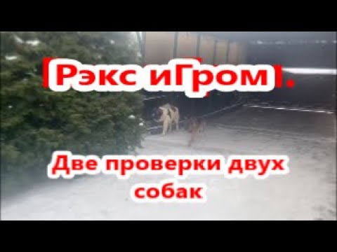 Видео: Московская сторожевая и нем  овчарка.  Охрана участка.