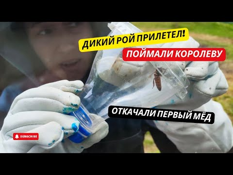 Видео: #31 ДИКИЙ РОЙ ПРИЛЕТЕЛ! Поймали королеву пчел и откачали первый мёд! ЖИЗНЬ в ГРУЗИНСКОЙ ДЕРЕВНЕ.