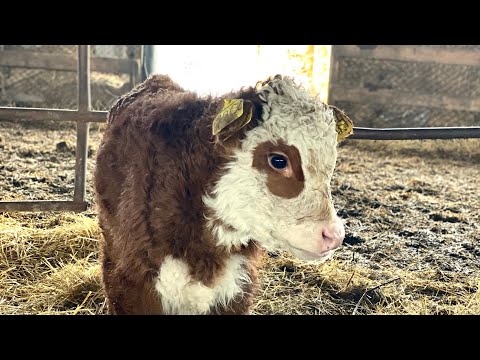 Видео: Бык гигант🐮/ Посетил племхоз мясного скота / Будущие производители выбраны
