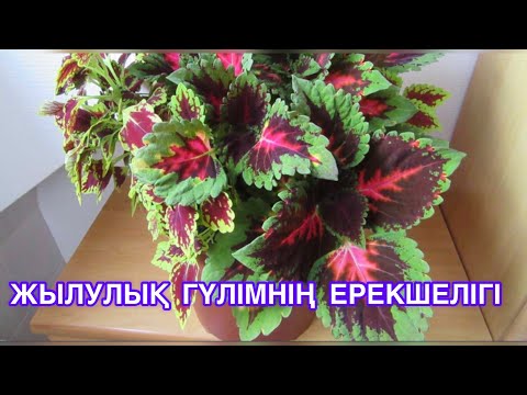 Видео: КОЛЕУС гүлі,күтімі,ерекшелігі#колеус в домашних условиях