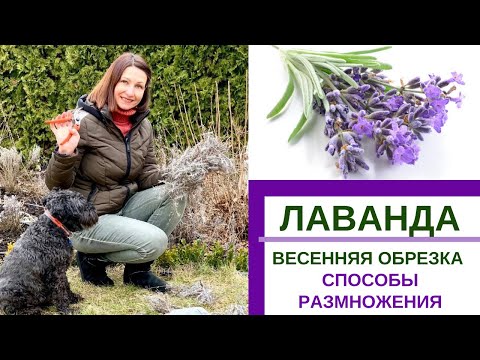 Видео: ЛАВАНДА -весенняя обрезка, способы размножения - семенами, отводками, черенкование