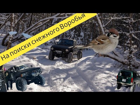 Видео: На поиски снежного Воробья. Гора Туманная Приморский край.  Поехали искать снег а нашли приключения.