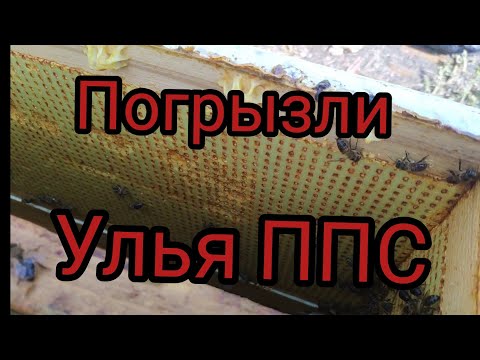Видео: Погрызли улья ППС! 11.09.2021