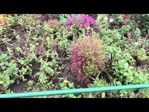 Видео: Спостереження за квітковою галявиною наприкінці осені(місяць - листопад).