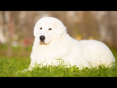 Видео: Маремма: особенности породы и дрессировка. Собаки от А до Я (DOGS FROM A TO Z)