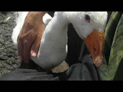 Видео: МИНУСЫ В РАЗВЕДЕНИЕ ГУСЕЙ.Семья в деревне,Жизнь в деревне,Деревенский канал,Деревенский парень.