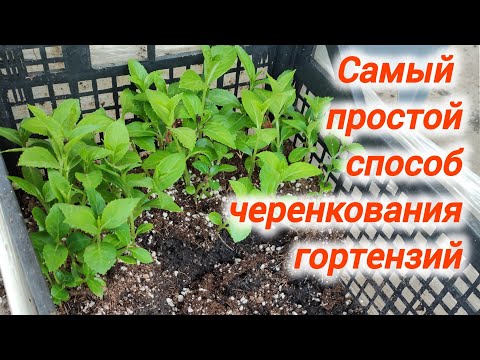 Видео: Самый простой и надёжный способ черенкования гортензий