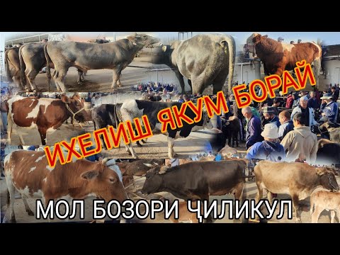 Видео: МОЛ БОЗОРИ НОҲИЯИ ДУСТИ ЭШБЕК САТТОРОВ 20.10.24