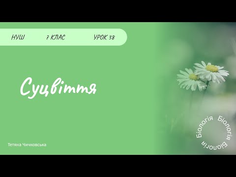 Видео: Суцвіття