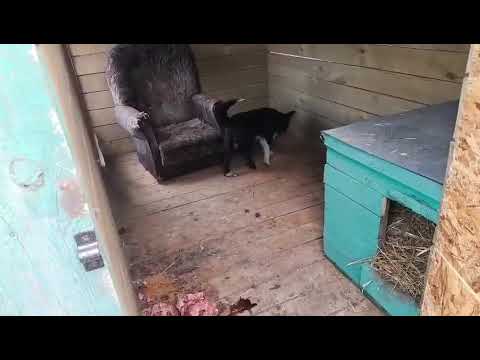 Видео: Наши любопытные собачки.Приют ДРУГ ЖИВИ.Г ОМСК