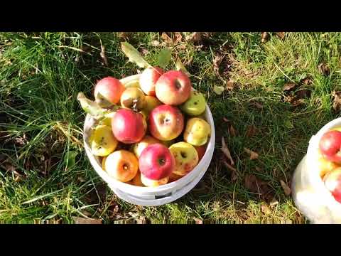 Видео: ПЕРВЫЕ ЗАМОРОЗКИ.УБИРАЮ НА ГРЯДКАХ.