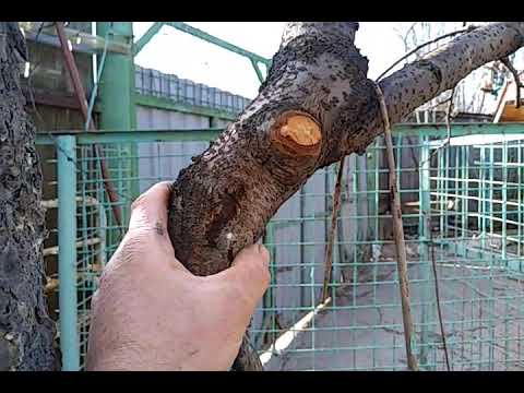 Видео: Прививка деревьев груша на рябину и  боярышник, черешня на вишню. Состояние прививок на 18.04.2022г.