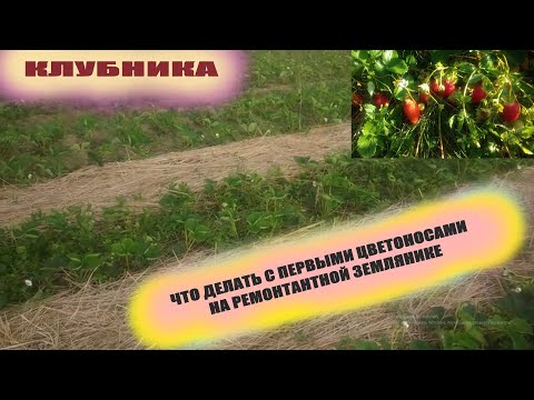 Видео: Ремонтантная клубника.Почему обрываю всегда первые цветоносы