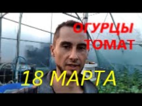 Видео: ЦВЕТУТ ОГУРЦЫ В МАТРЕ !ОГУРЦЫ В ТЕЛИЦЕ ВЕСНОЙ!