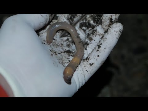 Видео: ОСНОВЫ ловли ВЫПОЛЗКОВ для новичков. Поймаешь ПОЛЮБЭ