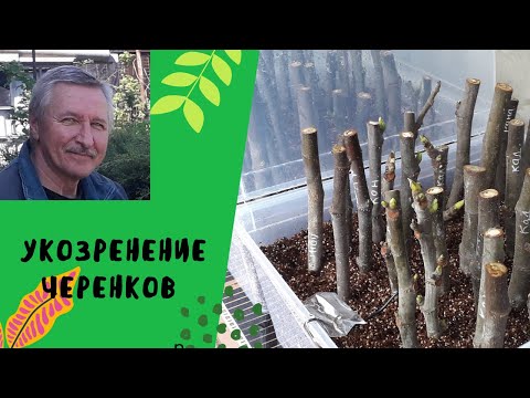 Видео: Укоренение черенков инжира.Как это делаю я.