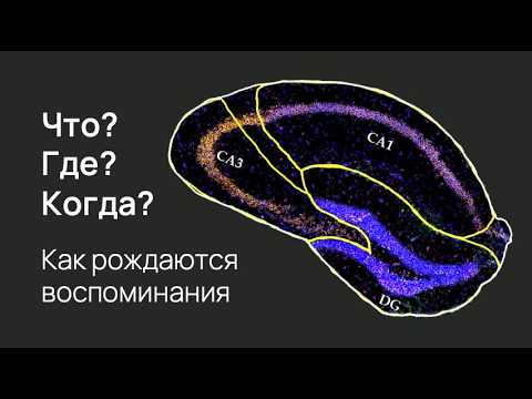 Видео: Нейроны, которые рисуют мир: гиппокамп и пространственное мышление