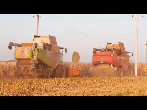 Видео: Уборка кукурузы / ГОМСЕЛЬМАШ GS3219, CLAAS Lexion 580 / МАЗ 5516 /