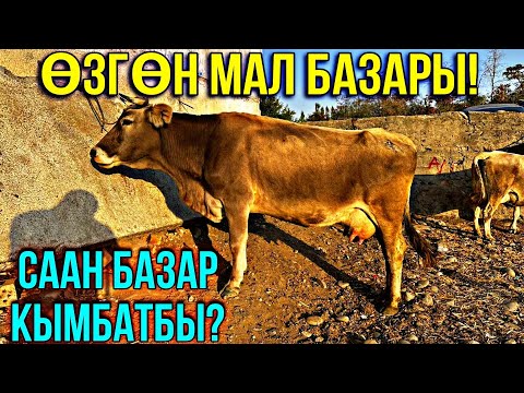 Видео: СААН УЙЛАР КУНАЖЫН УРГААЧЫ ТОРПОК БААЛАРЫ 🤯 #байтв