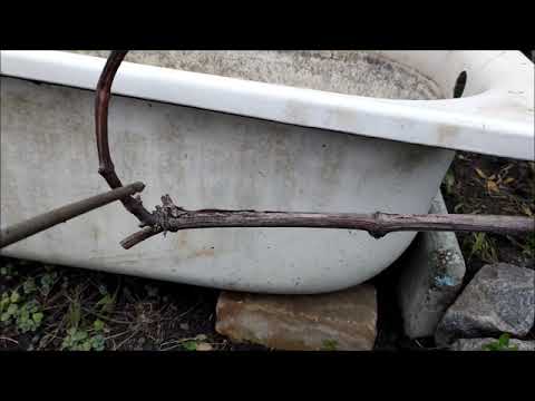 Видео: Дубовский розовый  Формировка двухплечевого кордона