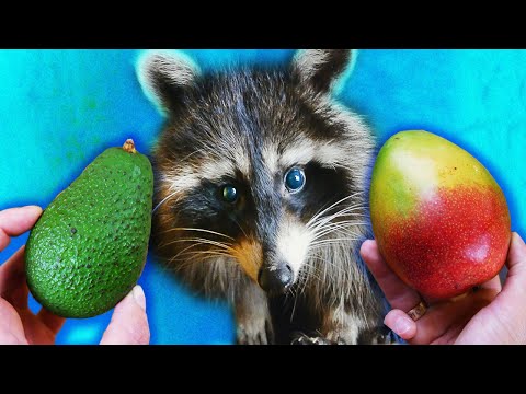 Видео: Авокадо или манго? Реакция енота Хайпа. Я такого не ожидал!!!!