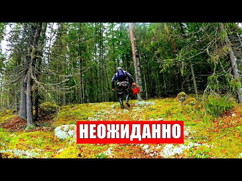 Видео: Грибник зашел в ЕЛКИ ОБАЛДЕЛ! Глаза ВИДЕЛИ, а мозги ОТКАЗЫВАЛИСЬ верить! Грибы Лес Сказочная Карелия