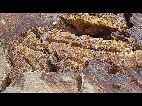 Видео: Спас пчёл , которые жили в дереве.