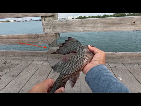 Видео: NON STOP FISHING!!! Рыбалка без остановки!!!