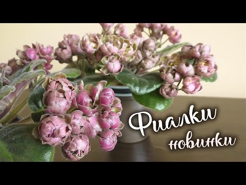 Видео: Цветение фиалок новинок | Трейлерные фиалки и не только