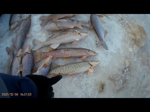 Видео: Рыбалка на Амуре на Хапугу зимой по первому льду 2021
