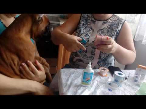 Видео: Ставим уши