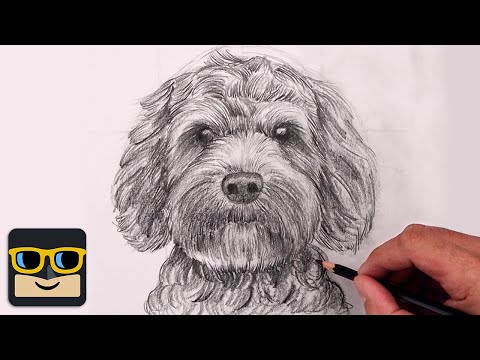 Видео: Как нарисовать собаку | Урок по рисованию лабрадуделя