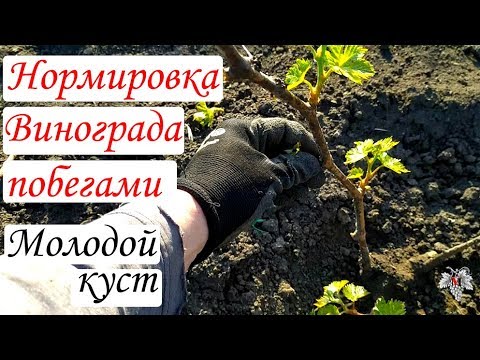 Видео: Нормировка винограда зелёными побегами. Молодой куст