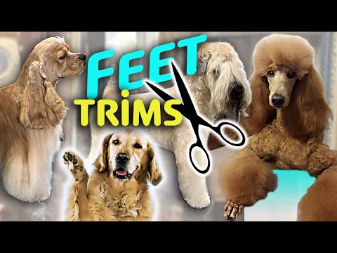 Видео: 5 различных вариантов стрижки лап для собак